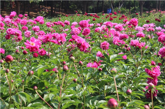 牡丹種植鼴鼠防治夾子