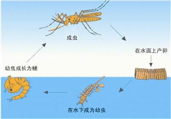 蚊蟲成長(zhǎng)