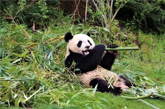 動物園鼠害防制的要點