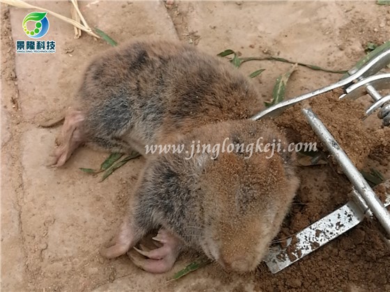 鼴鼠夾捕捉效果