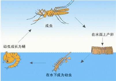 蚊蟲(chóng)成長(zhǎng)